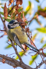blue tit perched on a tree branch