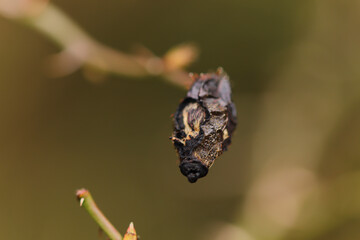 Abstract texture found in the world