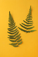 Pressed dried fern leaves on orange background, flat lay. Beautiful herbarium