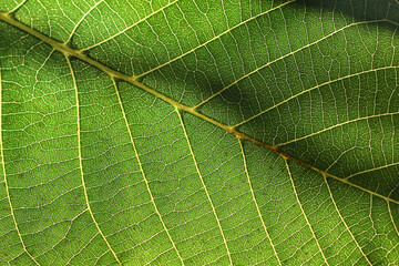 green leaf with veins, background