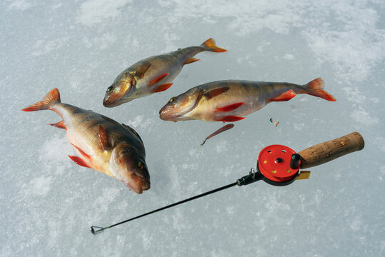 Fishing rod and three fish on ice