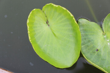 Lily pad floating on a pond