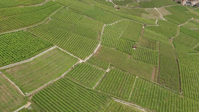 green vineyards near lake from aerial view in 4k
