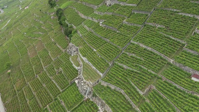 green vineyards near lake from aerial view in 4k
