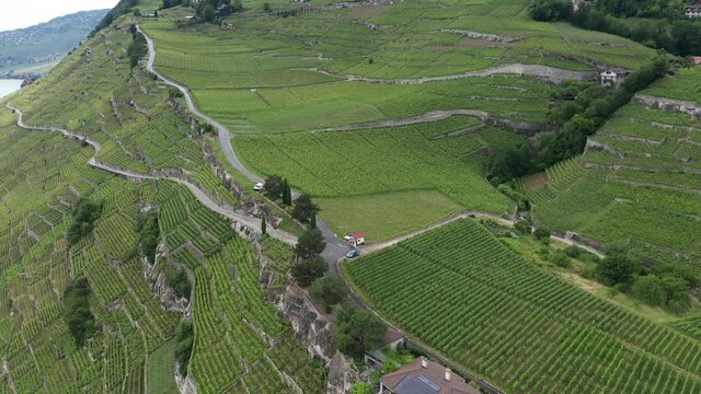 green vineyards near lake from aerial view in 4k
