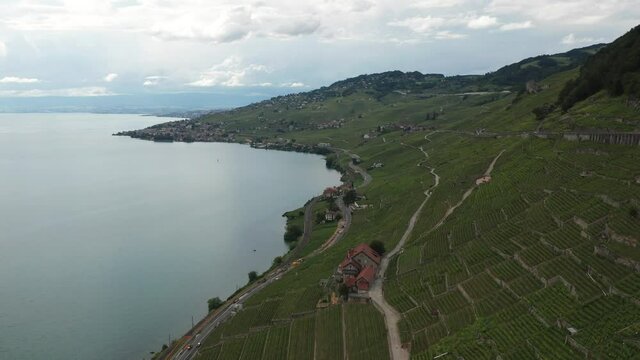 green vineyards near lake from aerial view in 4k
