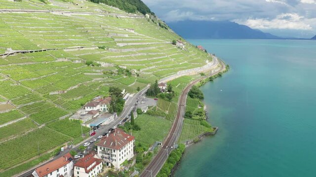 green vineyards near lake from aerial view in 4k