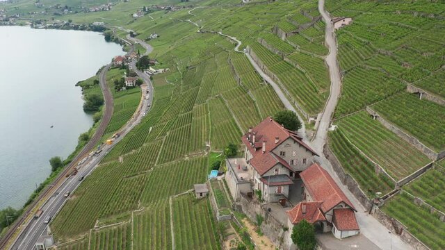 green vineyards near lake from aerial view in 4k