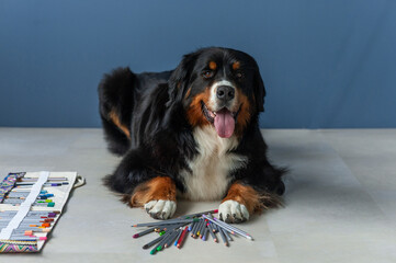 Berner Sennenhund dog with colored pencils