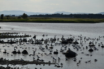 Goels on the river, Rivière-du-Loup, Québec, Canada