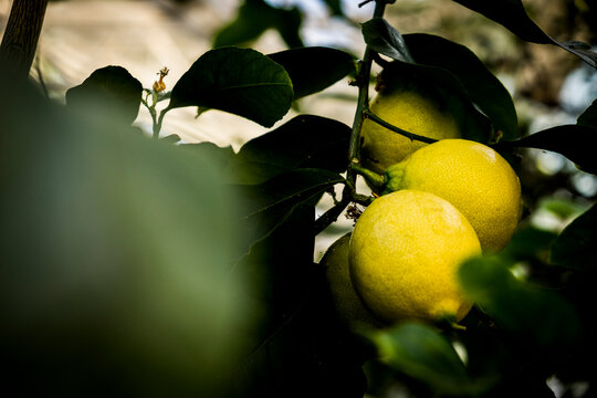 Lemons on branch