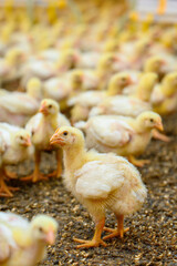 A lot of young chicks at the farm with each other. Indoors chicken farm, chicken feeding concept