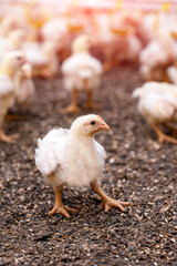 Baby yellow chicks eating seeds from sunflower inside on the farm background. Indoors chicken farm, chicken feeding. Closeup