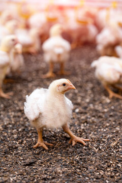 Baby yellow chicks eating seeds from sunflower inside on the farm background. Indoors chicken farm, chicken feeding. Closeup