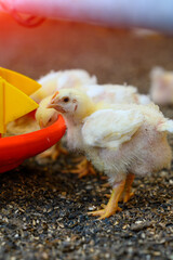 View of baby chicken eating grain at the big poultry farm. Indoors chicken farm, chicken feeding concept
