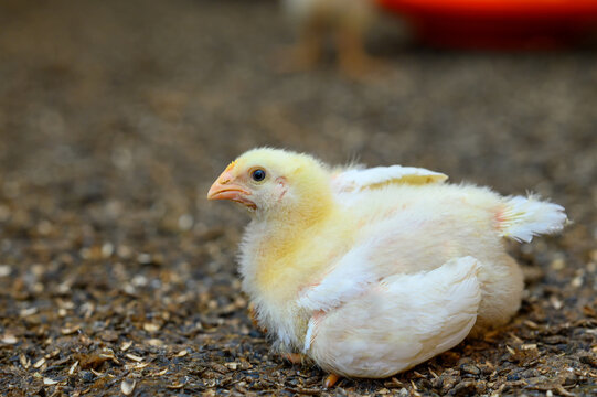 Pretty small yellow chick laying on the ground at farm. Adorable newborn fluffy chicken. Close-up