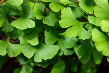 Ginkgo biloba tree green foliage