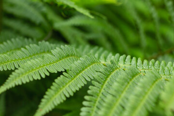 Lady fern fronds detail