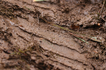 Squelchy mud ready to be jumped in by a child