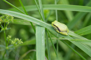 junger Laubfrosch im Gras