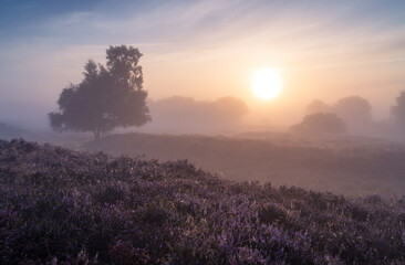 Fototapeta na wymiar Foggy sunrise over Dutch heath landscape with flowering heather. Drente, the Netherlands.