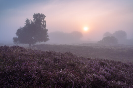 Foggy sunrise over Dutch heath landscape with flowering heather. Drente, the Netherlands. © sanderstock