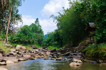 Fototapeta premium mountain river among the trees