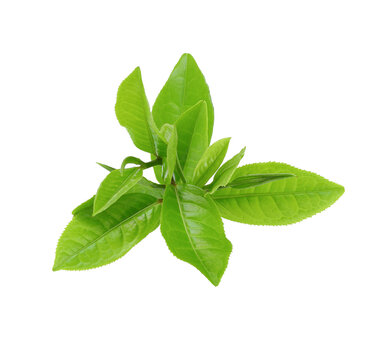 green tea leaf isolated on white background