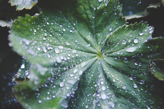 Water droplets on leaf, close-up