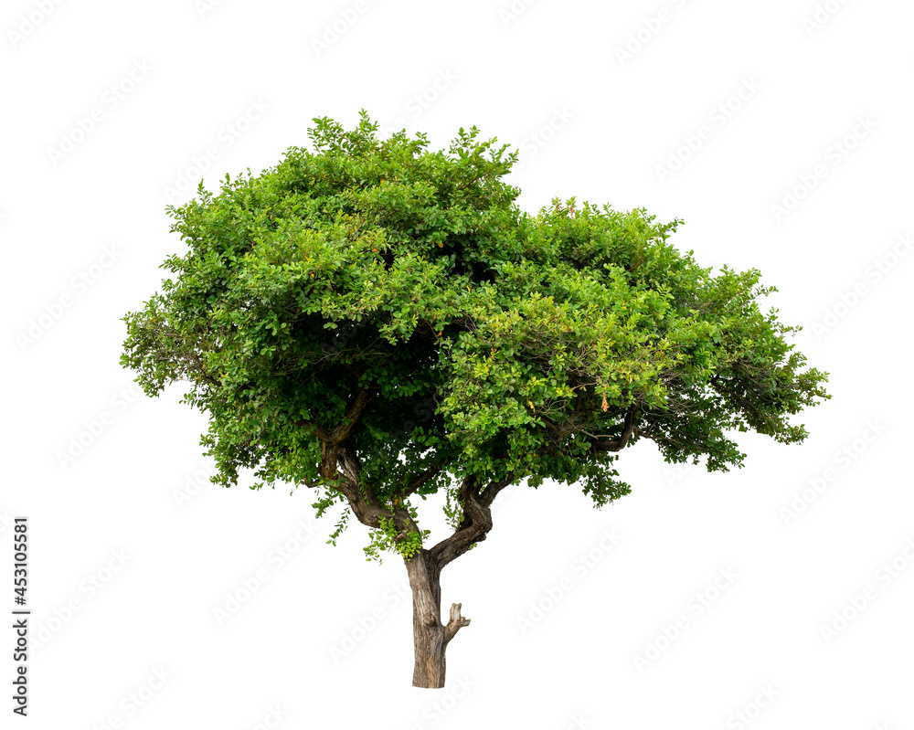 Wall mural tree with clipping path isolated on white background.