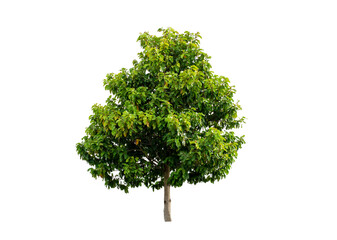 Tree with clipping path isolated on white background.