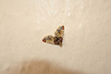 Moth isolated on a white background.
Amazingly camouflaged insect that looks like a bird feces on the wall.
Comparison of the size of the night butterfly with the thumb nail.
insects, bugs, bug.
wild