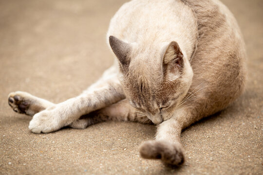 Relaxed domestic cat licking its foot for cleaning from body on floor. outdoor