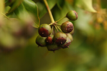 Fiery autumn colours lighting up the pre-winter gloom