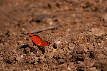 Fototapeta na wymiar Orange Butterfly on stony ground. Orange tiger (Dryadula phaetusa).