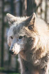 Portrait of a large tundra wolf with light hair.