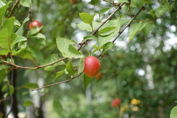 Close view of reddish yellow mirabelle plum in July