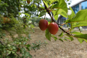 Two reddish yellow mirabelle plums in July