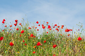 Fototapeta na wymiar Scarlet poppy flowers in the field