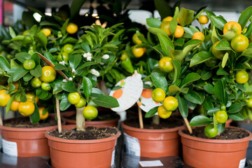 Tangerine tree in pot in nursery. Garden center