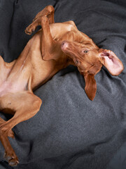 A funny dog is resting on a blanket. The pet plays at home. Happy Hungarian Vizsla