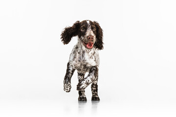 Cute and smiling spaniel dog running straight and playing on white background