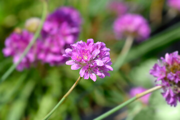 Great thrift Ballerina Lilac