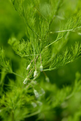 Narrow-leaved asparagus