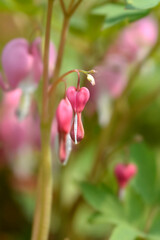 Bleeding heart