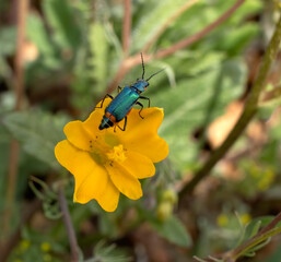 Common Malachius Malachius bipustulatus, Malachius is a genus of flower beetles