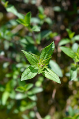 Rock soapwort