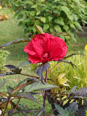 Hibiscus moscheutos 'Midnight Marvel summerific' | Fleur à larges corolles de soie rouge sang...