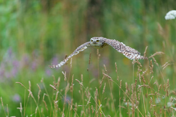 Burrowing Owl (Athene cunicularia) flying in a field with wild flowers  in the Netherlands     