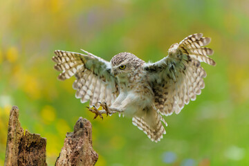 Burrowing Owl (Athene cunicularia) flying in a field with wild flowers  in the Netherlands     